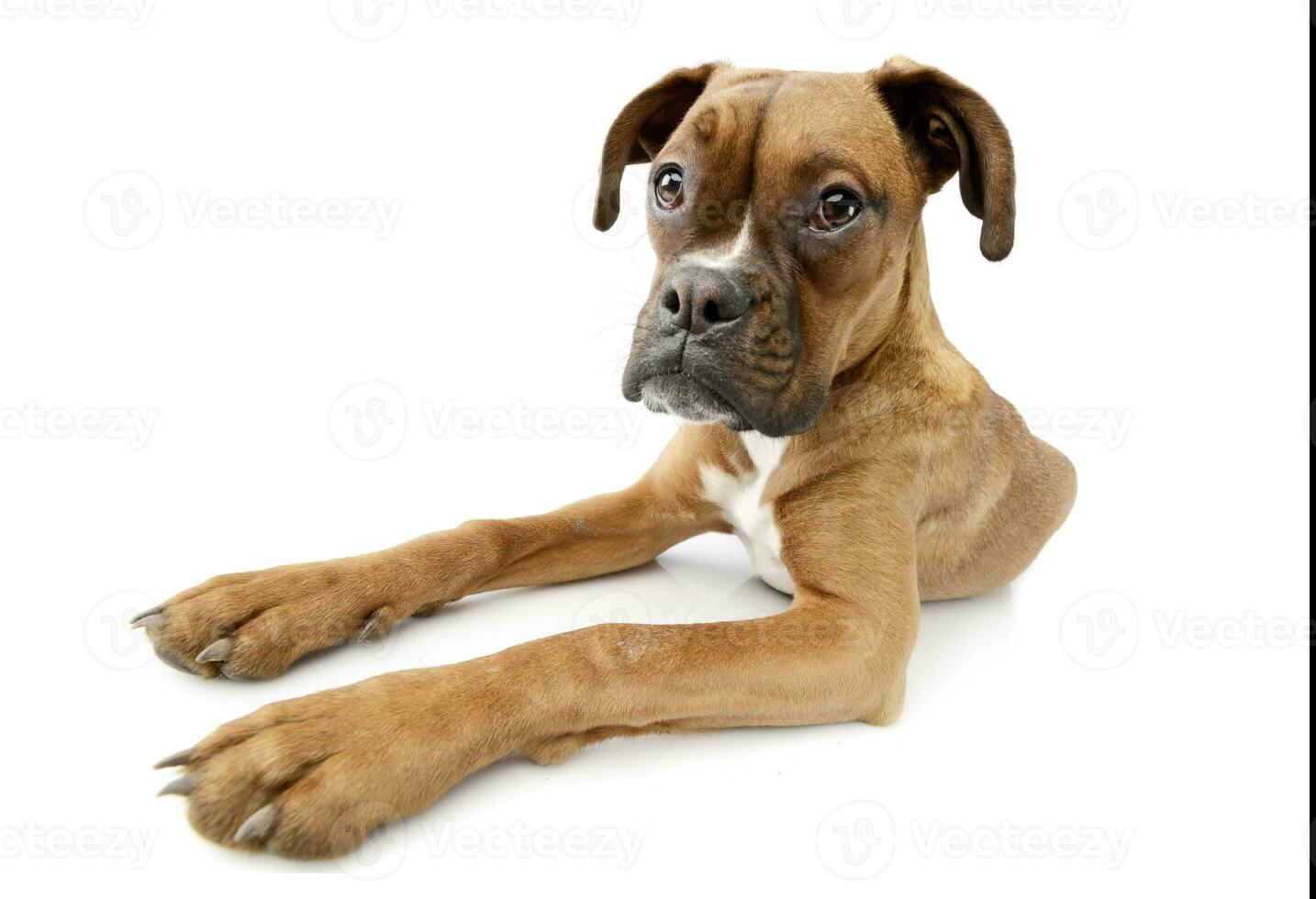 Studio shot of an adorable boxer puppy photo