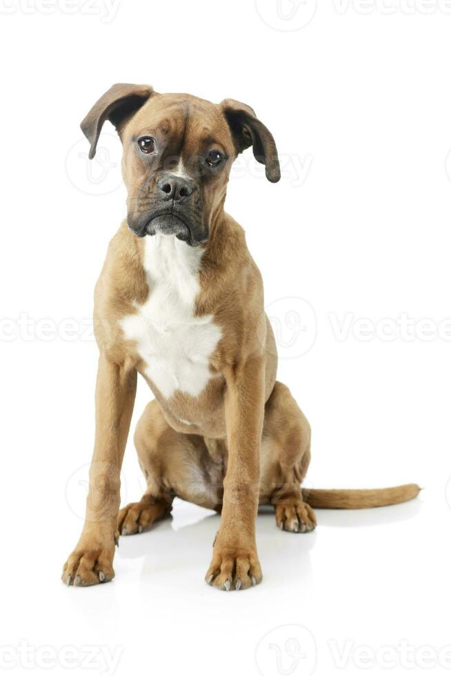 Studio shot of an adorable boxer puppy photo