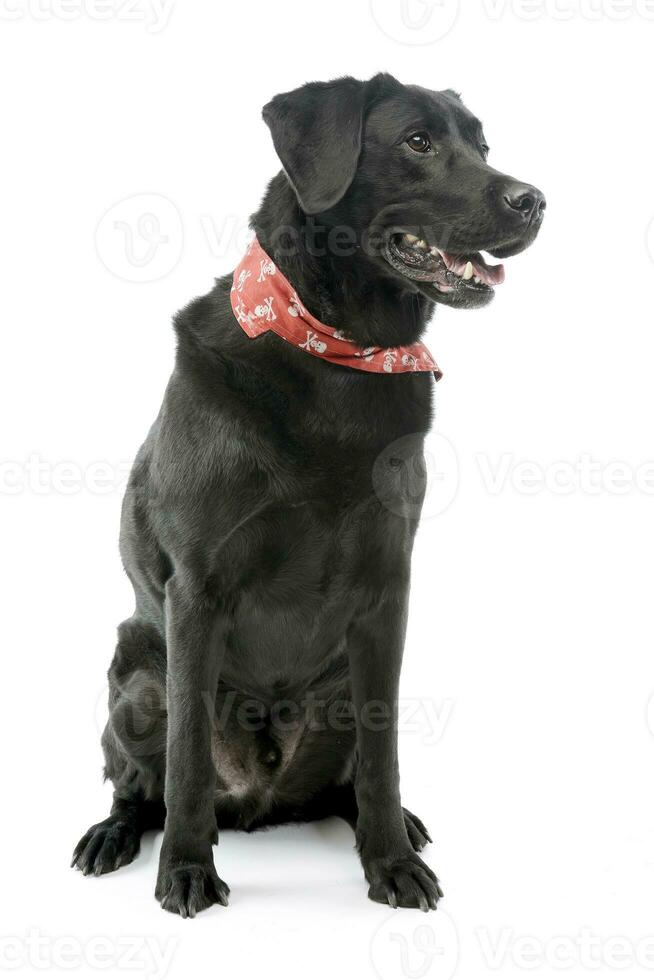 Studio shot of an adorable mixed breed dog photo