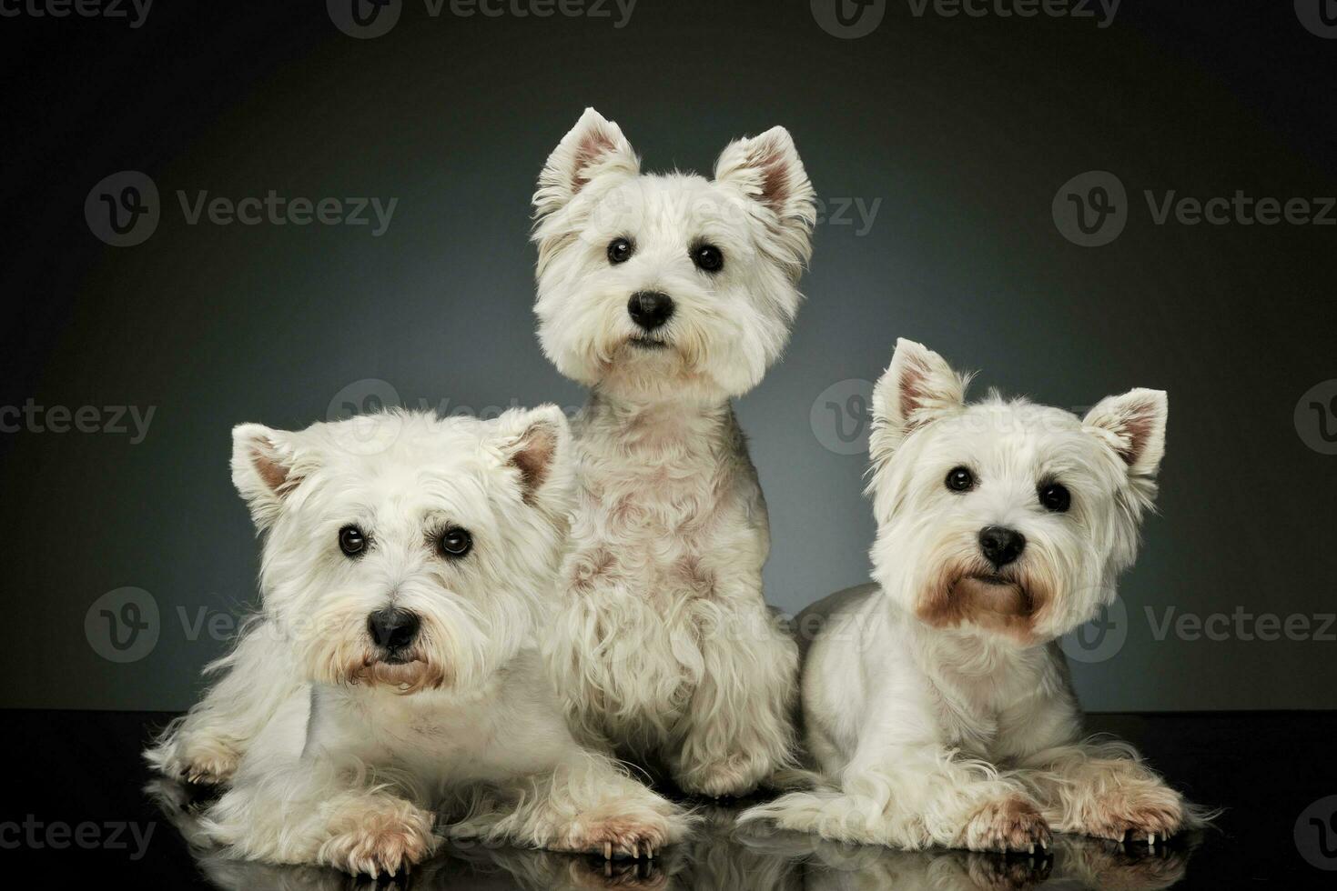 Studio shot of three adorable West Highland White Terriers photo
