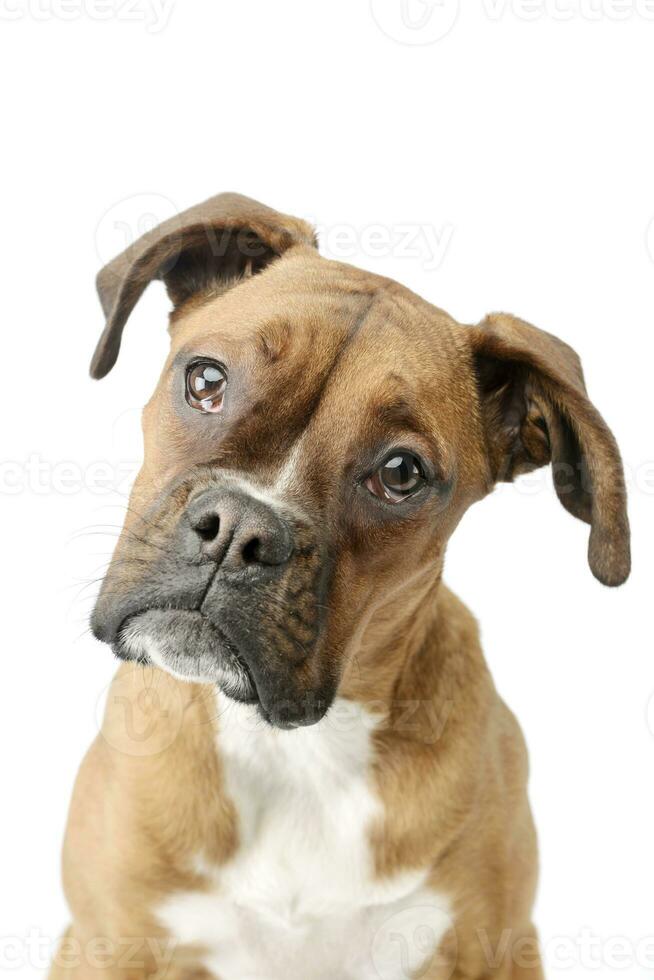 Portrait of an adorable boxer puppy photo