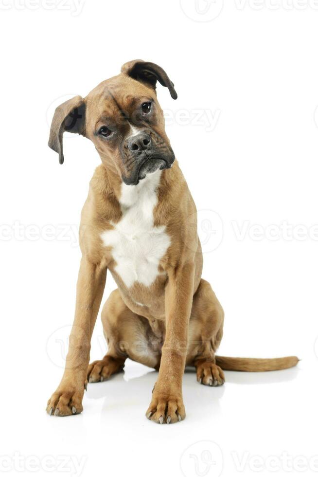 Studio shot of an adorable boxer puppy photo