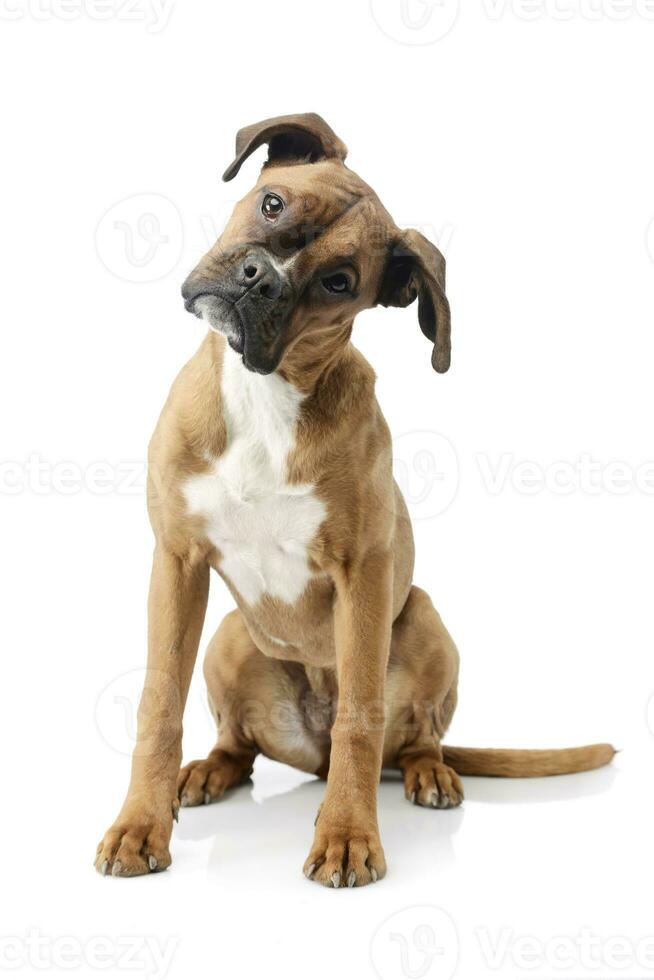 Studio shot of an adorable boxer puppy photo