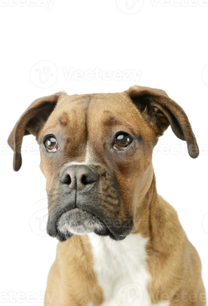 Portrait of an adorable boxer puppy photo