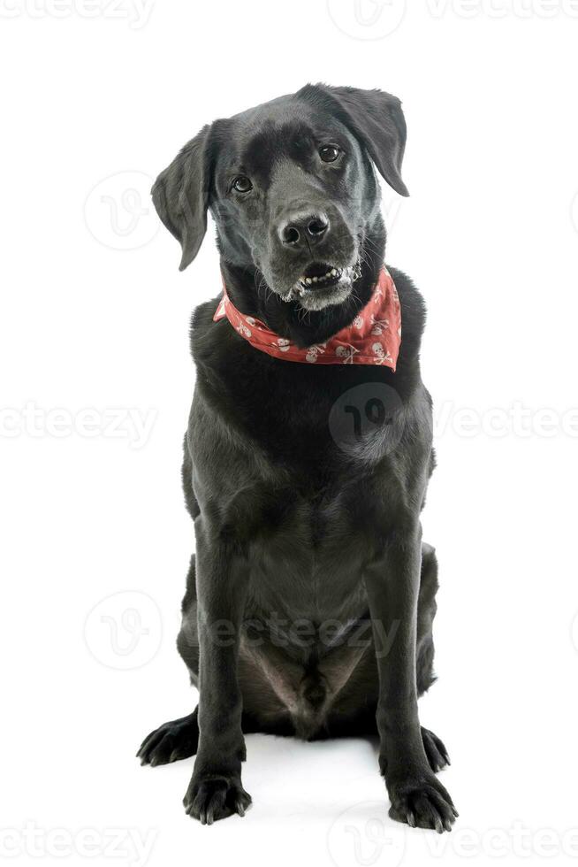 Studio shot of an adorable mixed breed dog photo