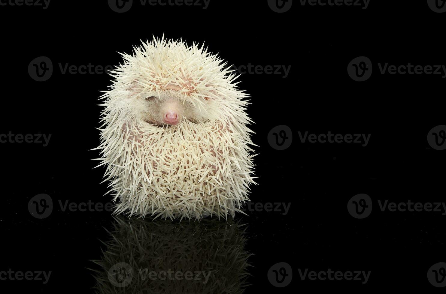 Albino Hedgehog on the dark shiny table photo