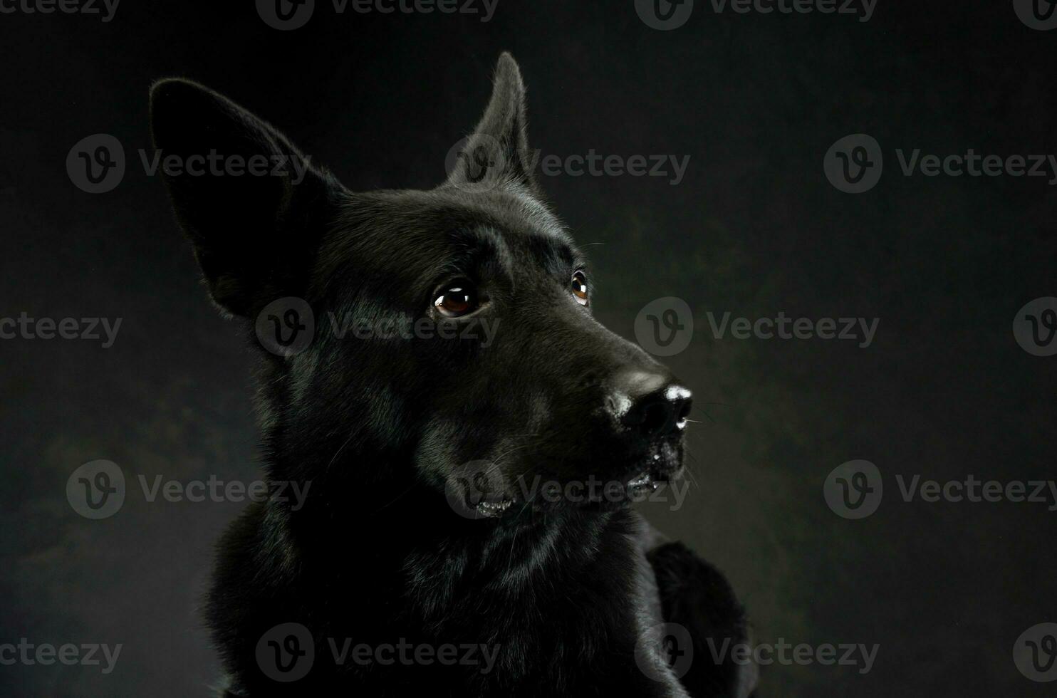 retrato de un encantador pastor perro foto
