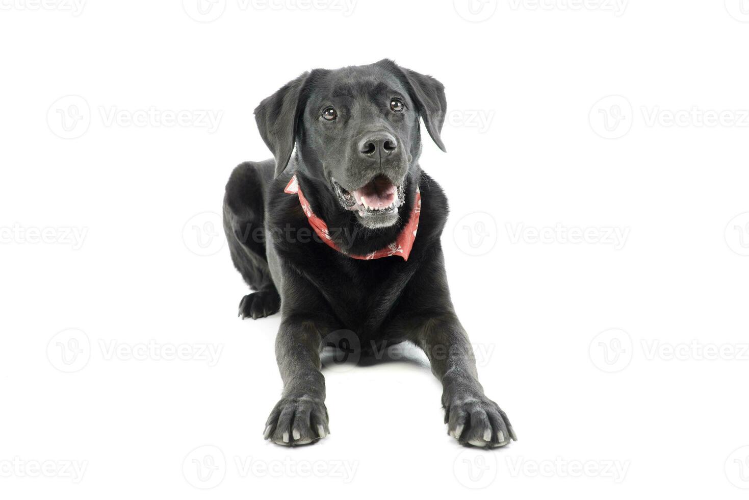 Studio shot of an adorable labrador retriever photo