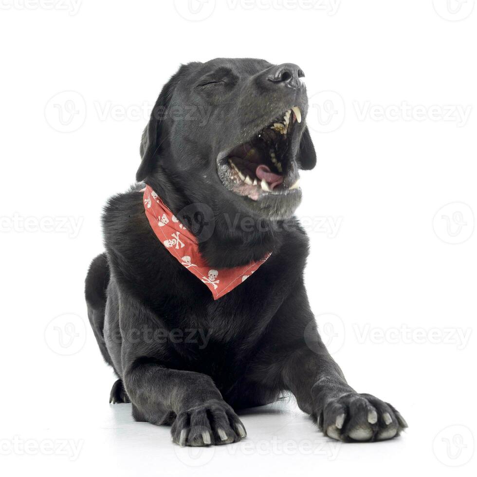 Studio shot of a yawning mixed breed dog photo