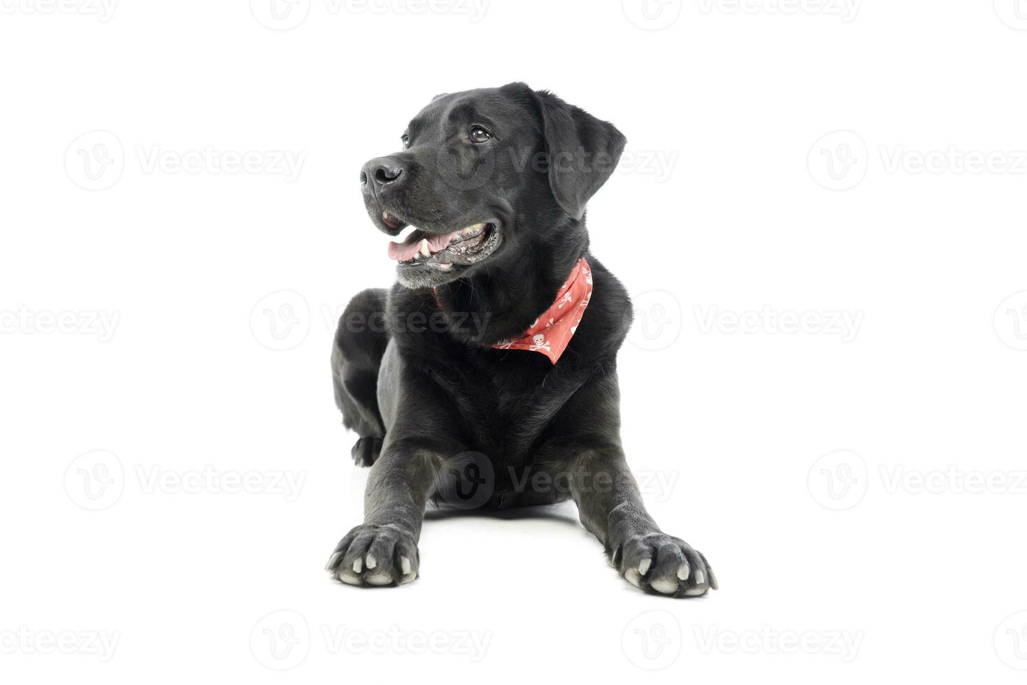 Studio shot of an adorable labrador retriever photo