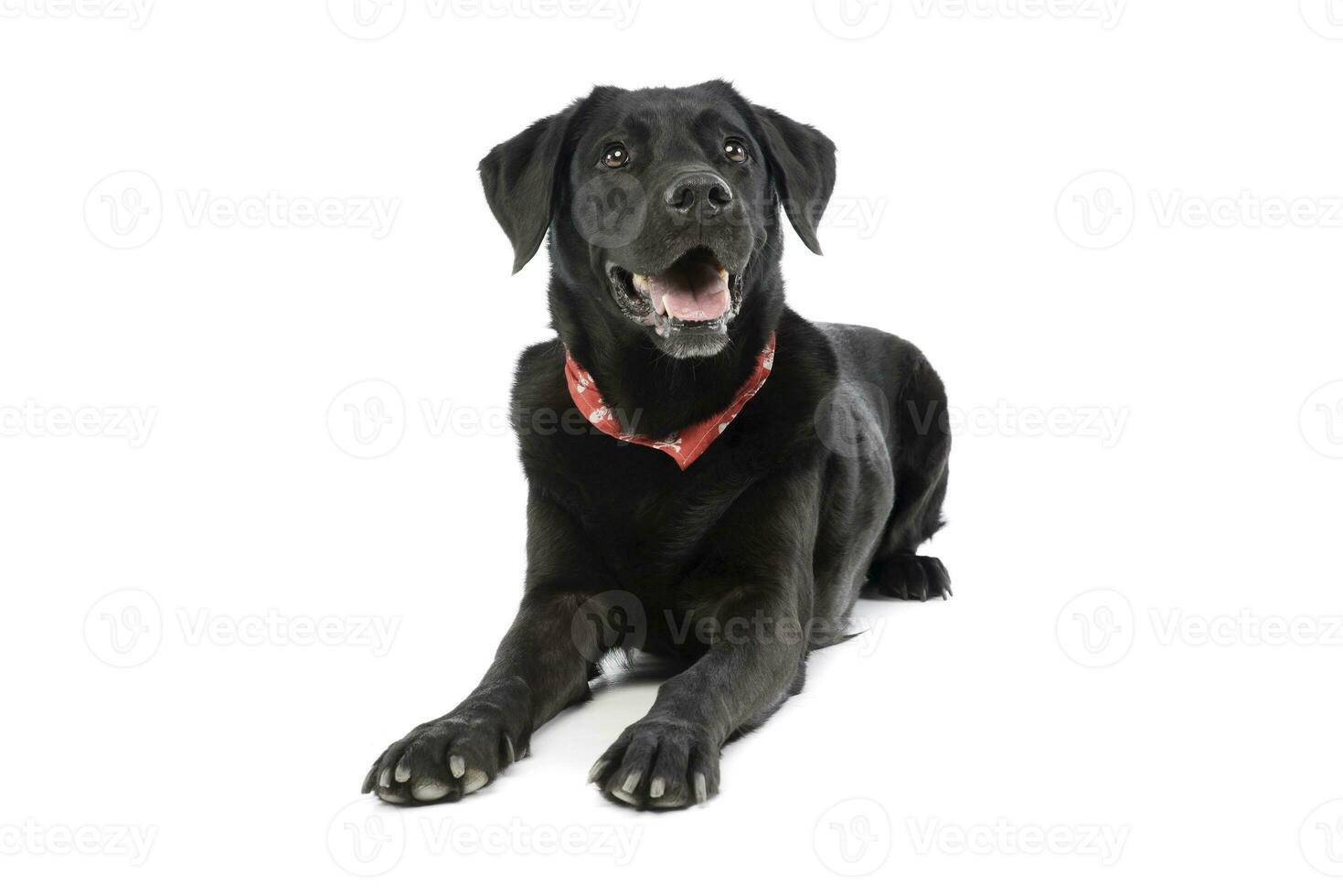 Studio shot of an adorable labrador retriever photo