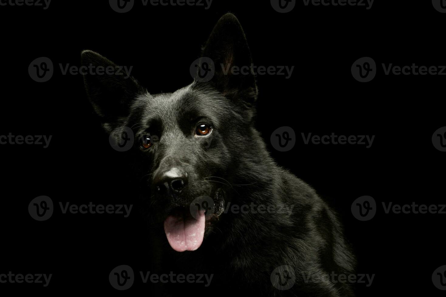 retrato de un encantador pastor perro foto