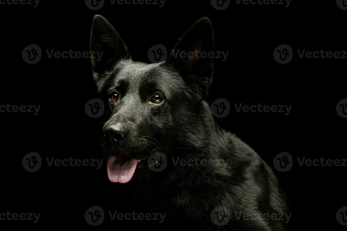 retrato de un encantador pastor perro foto