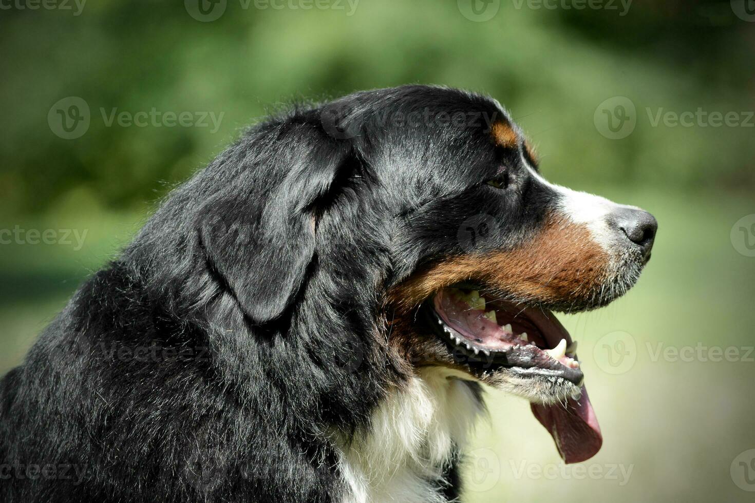 very nice Bernese Mountain Dog portrait in nature photo