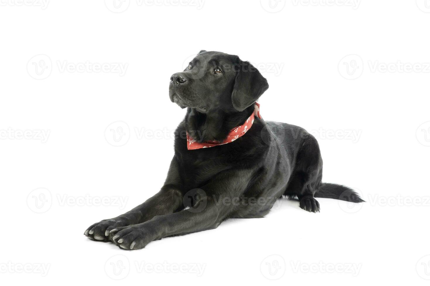 Studio shot of an adorable labrador retriever photo