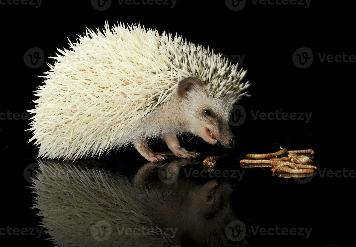 African Hedgehog eatig maggots in a black background photo