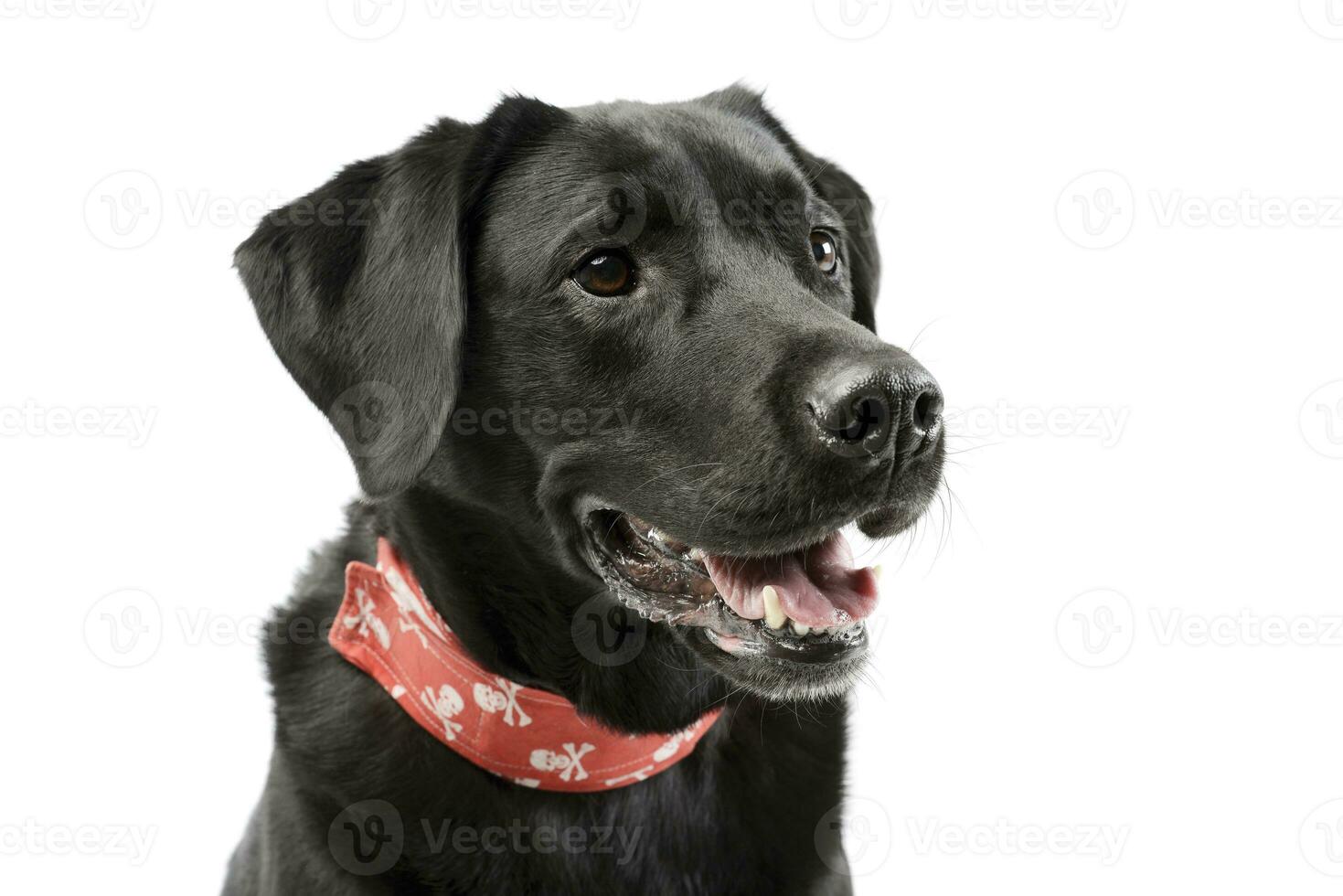Portrait of an adorable labrador retriever photo