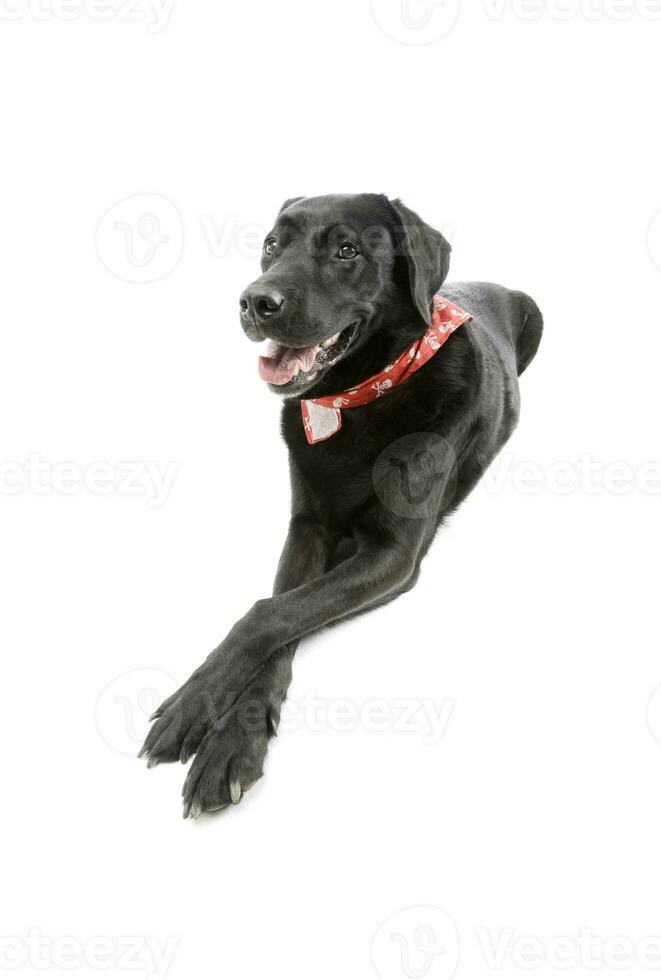 Studio shot of an adorable labrador retriever photo