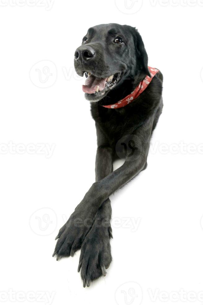 Wide angle shot of an adorable mixed breed dog photo