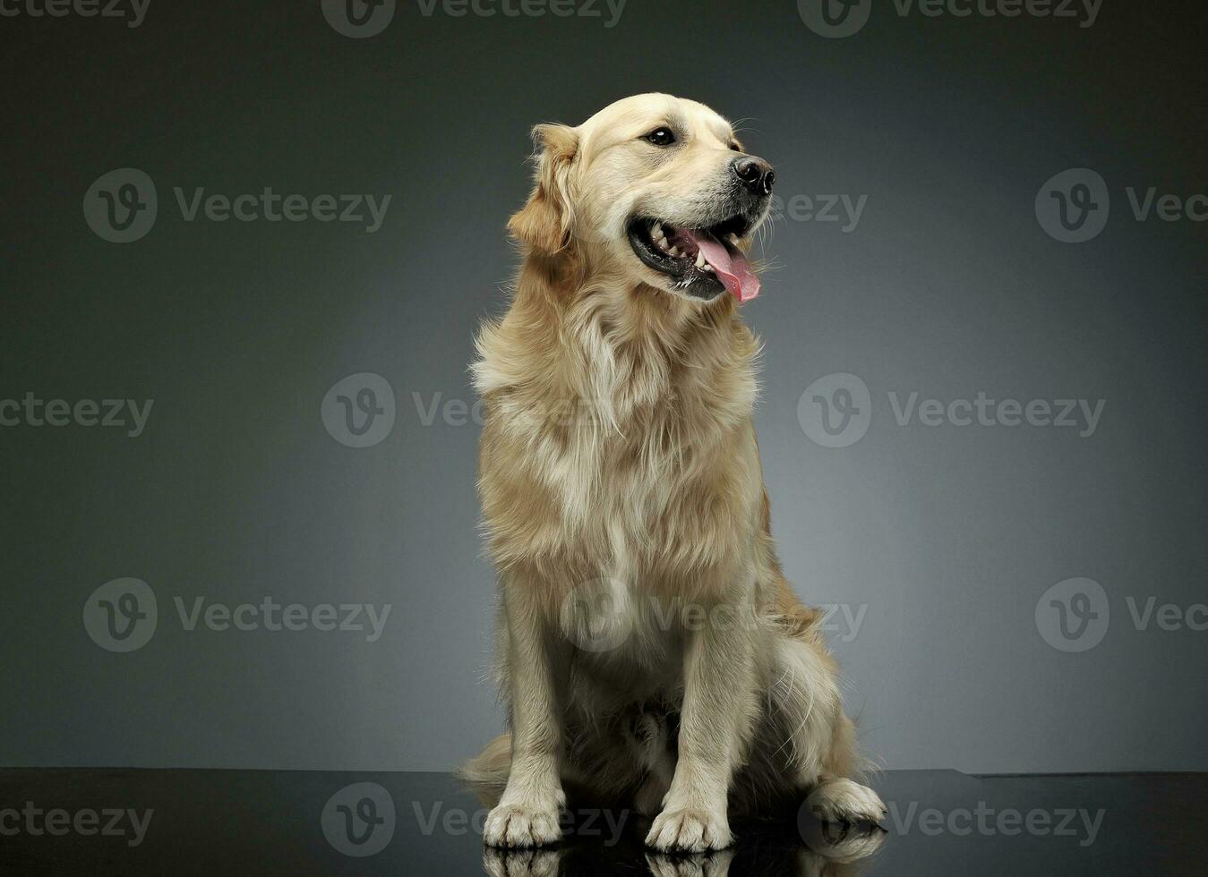 Studio shot of an adorable Golden retriever sitting and looking satisfied photo