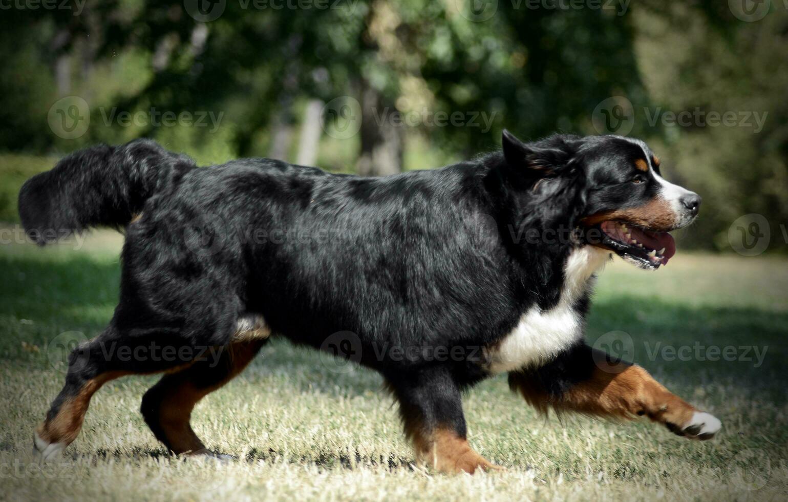 very nice Bernese Mountain Dog running on nature photo