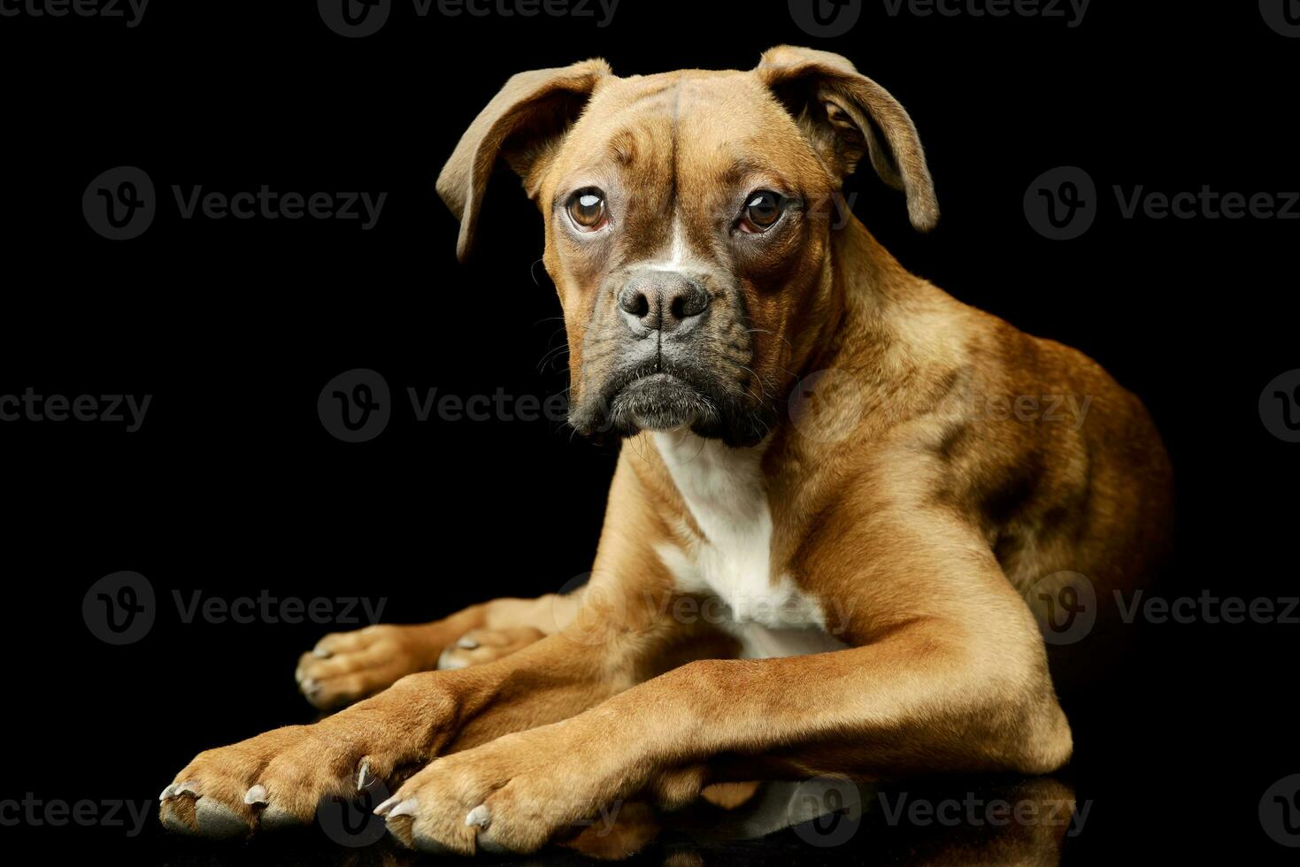 Studio shot of an adorable boxer puppy photo