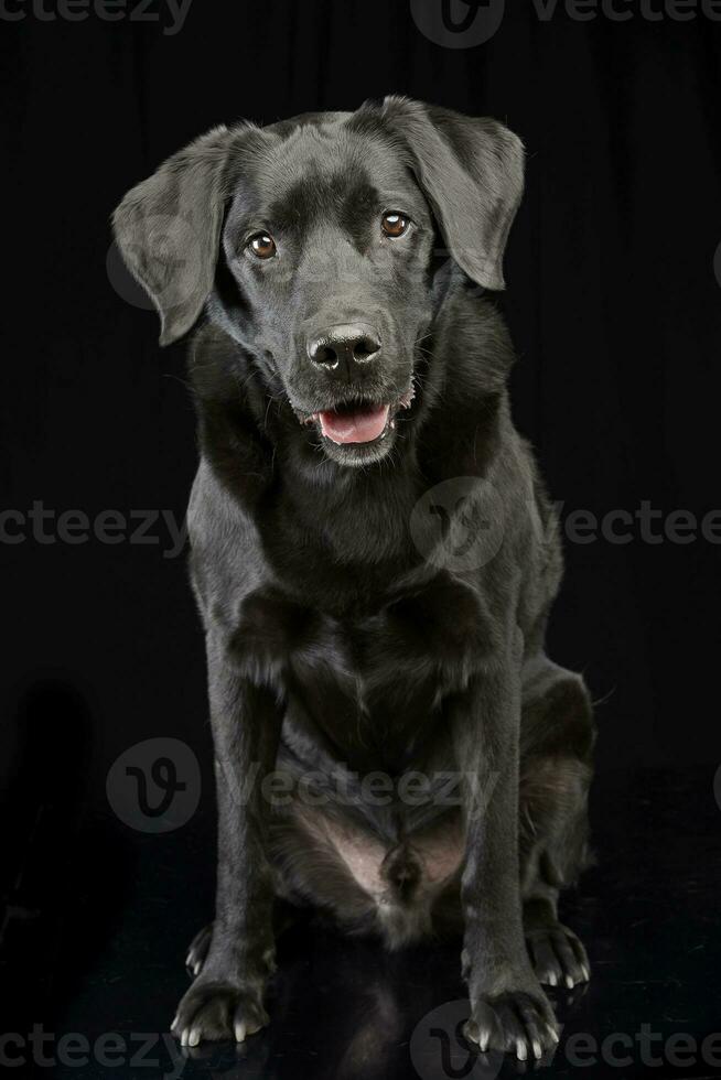 Studio shot of an adorable mixed breed photo