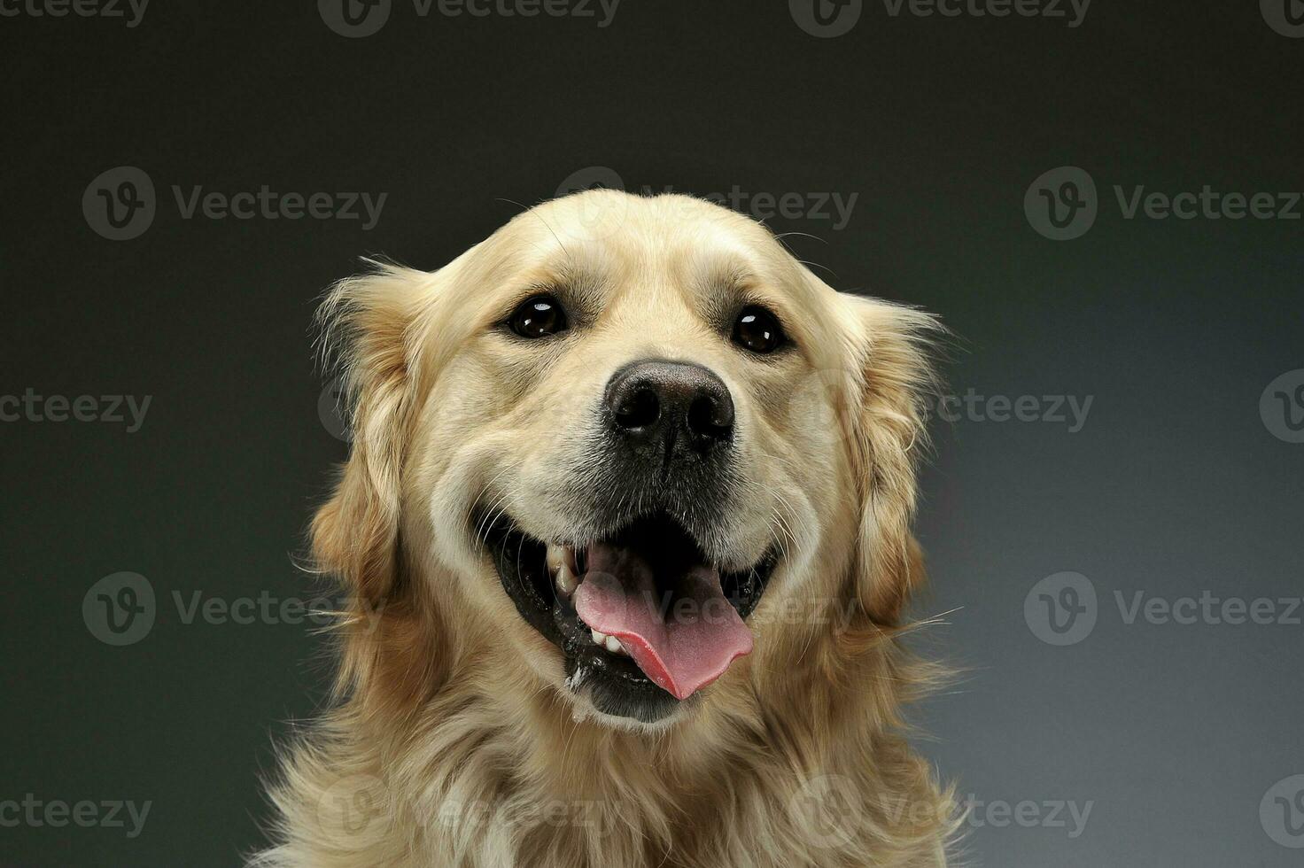 Portrait of an adorable Golden retriever looking curiously at the camera photo