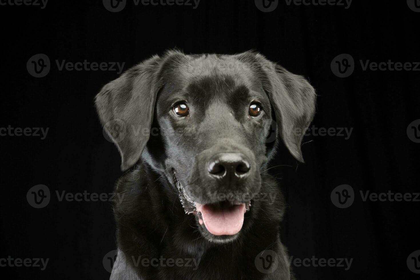 Portrait of an adorable mixed breed dog photo