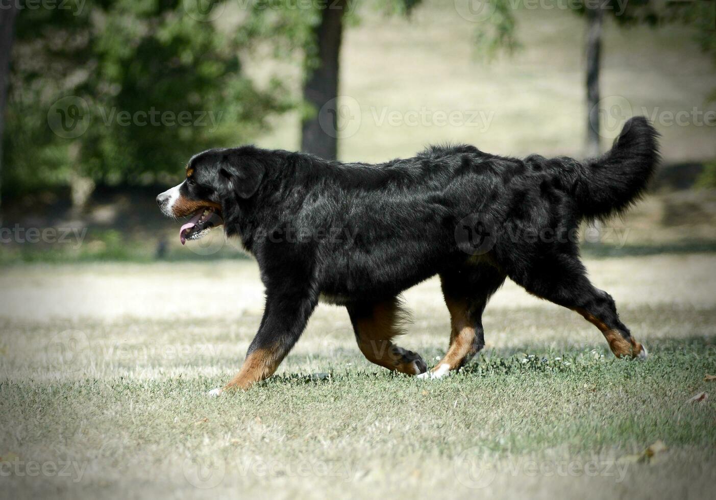 Bernese Mountain Dog running on the nature photo