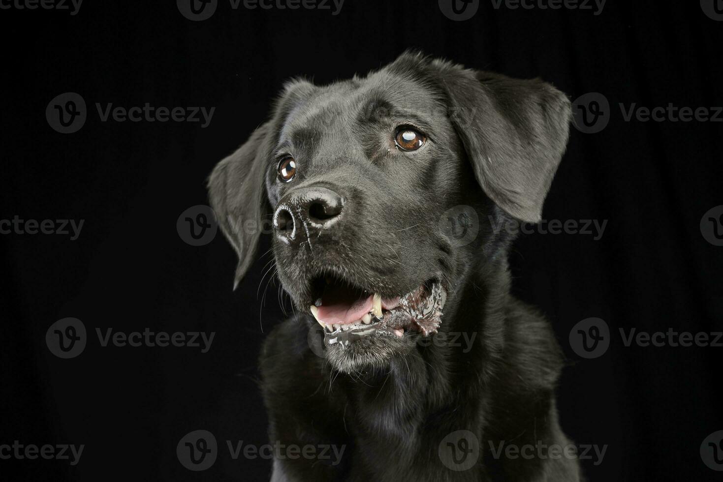 retrato de un adorable mezclado raza perro foto