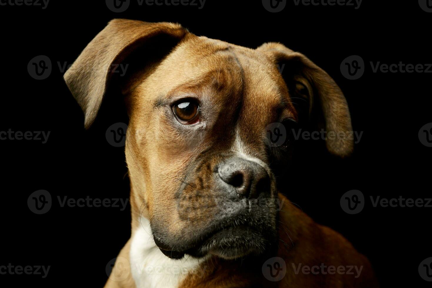 Portrait of an adorable boxer puppy photo