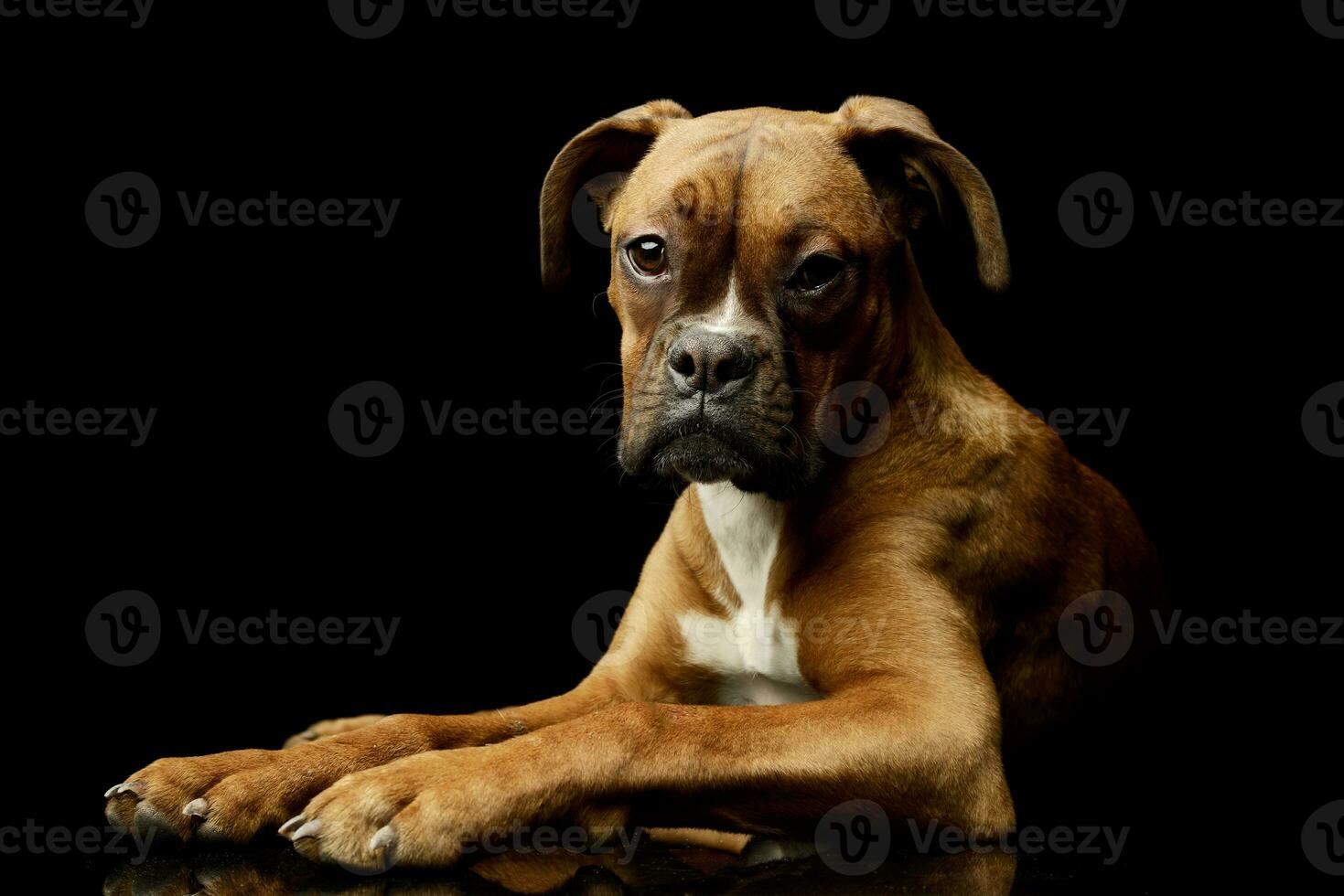 Studio shot of an adorable boxer puppy photo