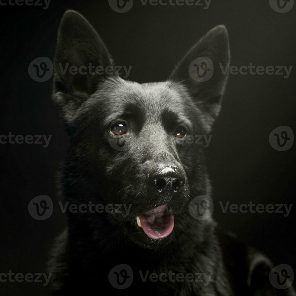 Black German shepherd portrait in a dark studio photo