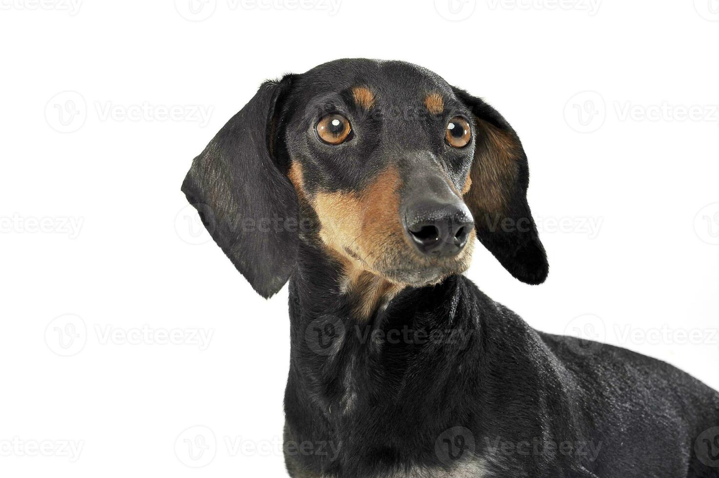 An adorable black and tan short haired Dachshund looking curiously photo