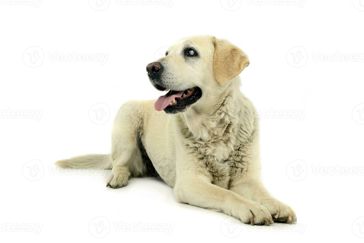 estudio Disparo de un adorable ciego Labrador perdiguero foto