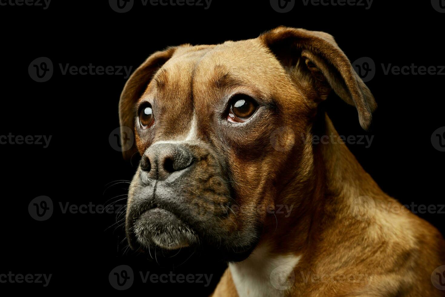 Portrait of an adorable boxer puppy photo