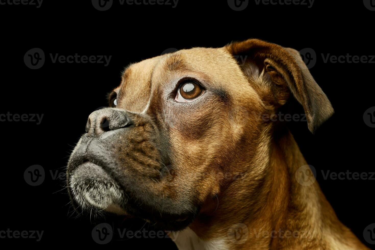 Portrait of an adorable boxer puppy photo