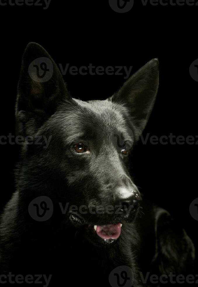 Portrait of a lovely shepherd dog photo