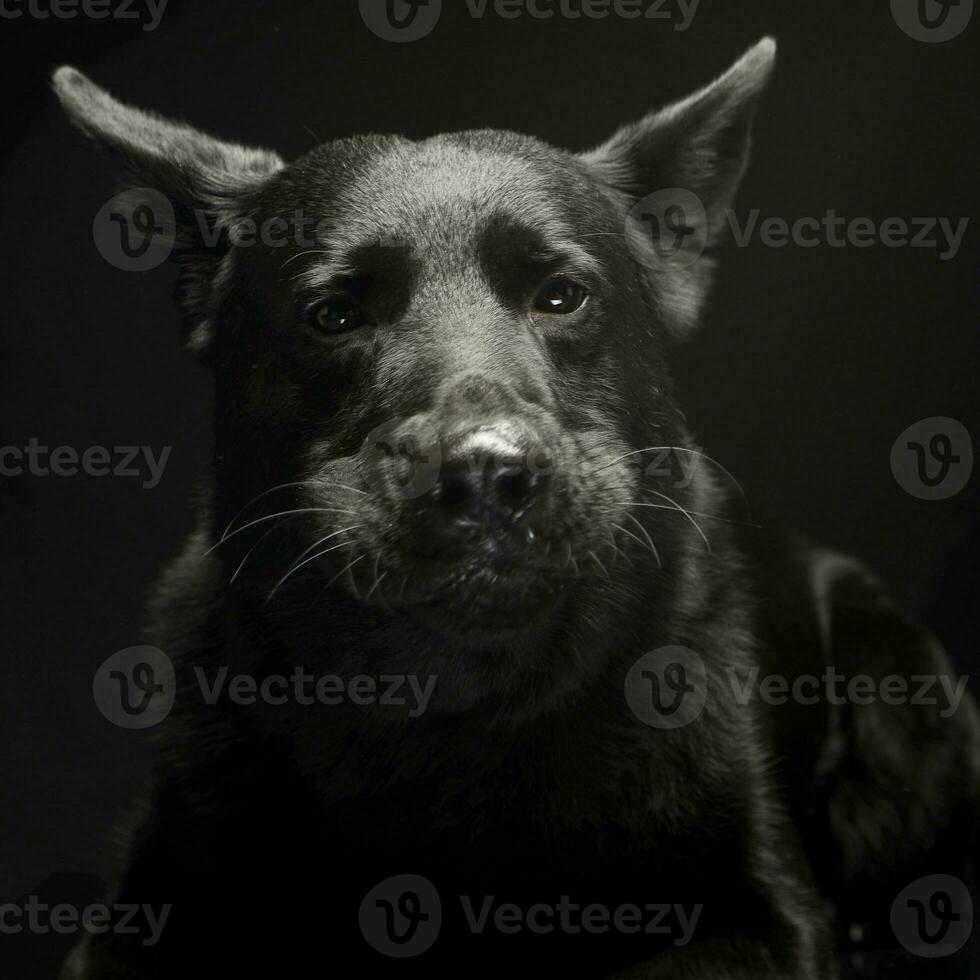 Black German shepherd studio portrait looking in a funny way photo