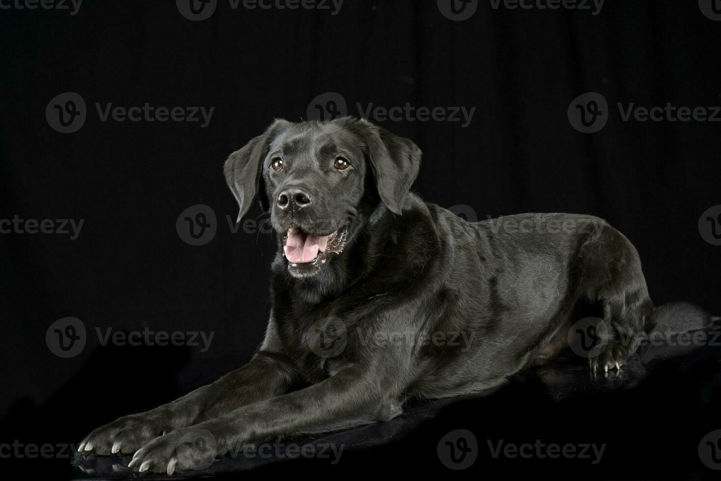 Studio shot of an adorable mixed breed dog photo