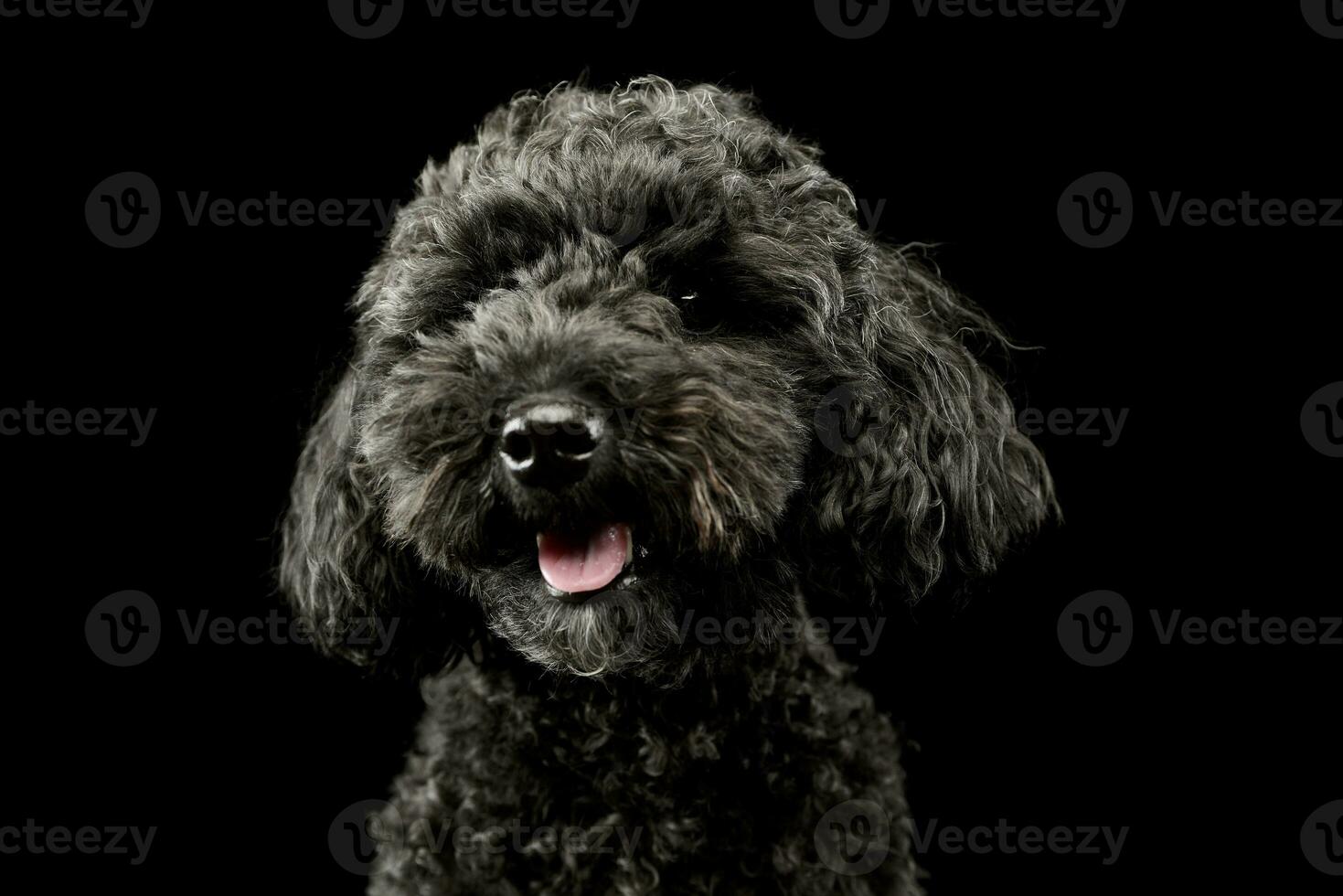 Portrait of an adorable lagotto photo