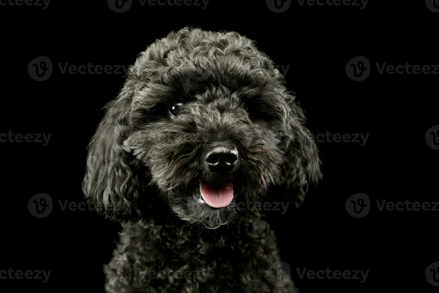 Portrait of an adorable lagotto photo