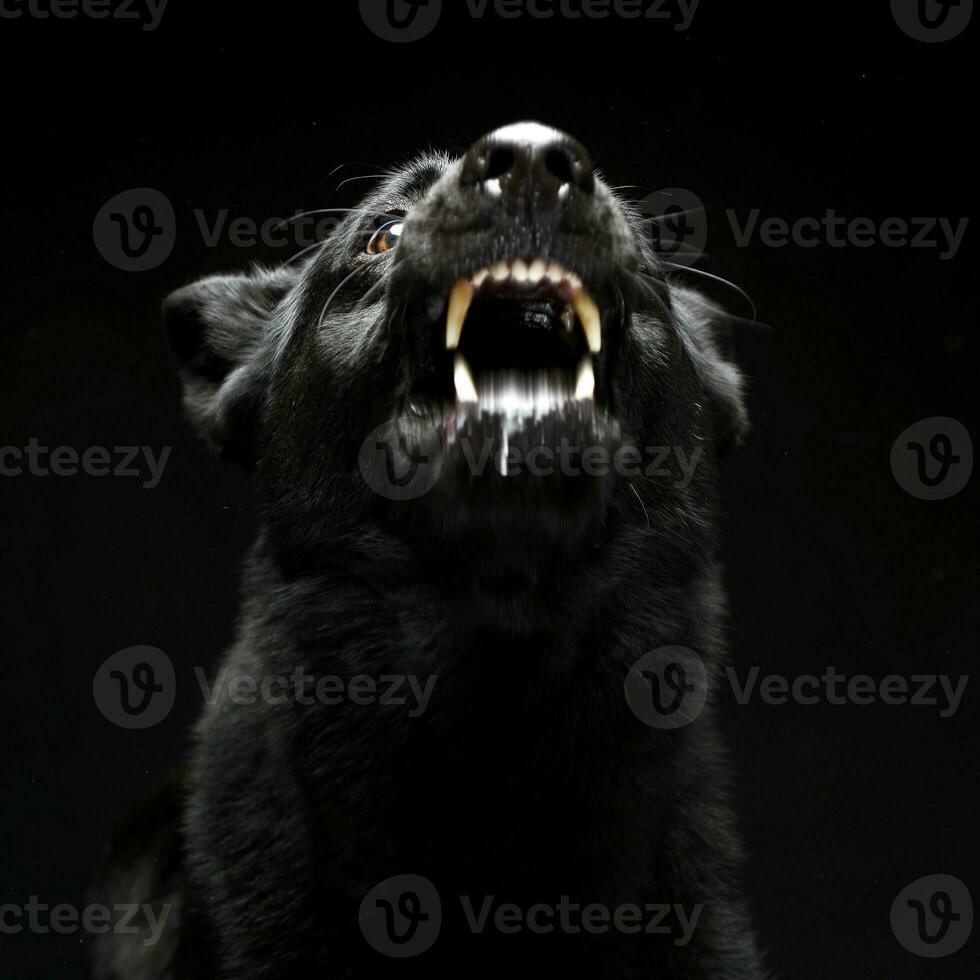 Black German shepherd barking in the dark studio photo