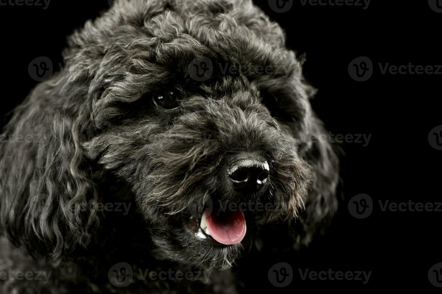 Portrait of an adorable lagotto photo