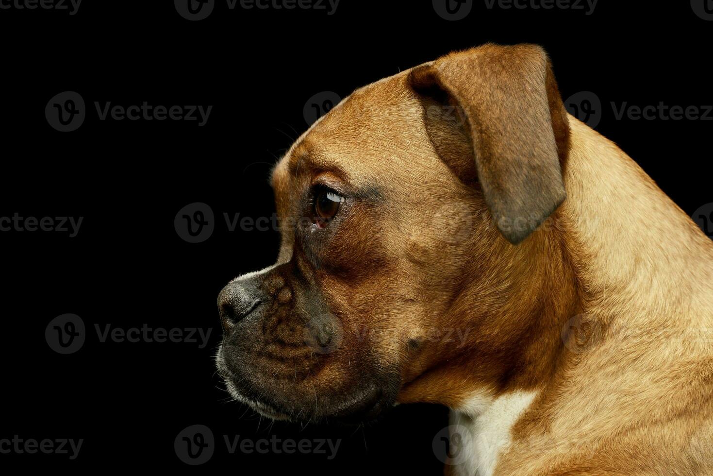 Portrait of an adorable boxer puppy photo