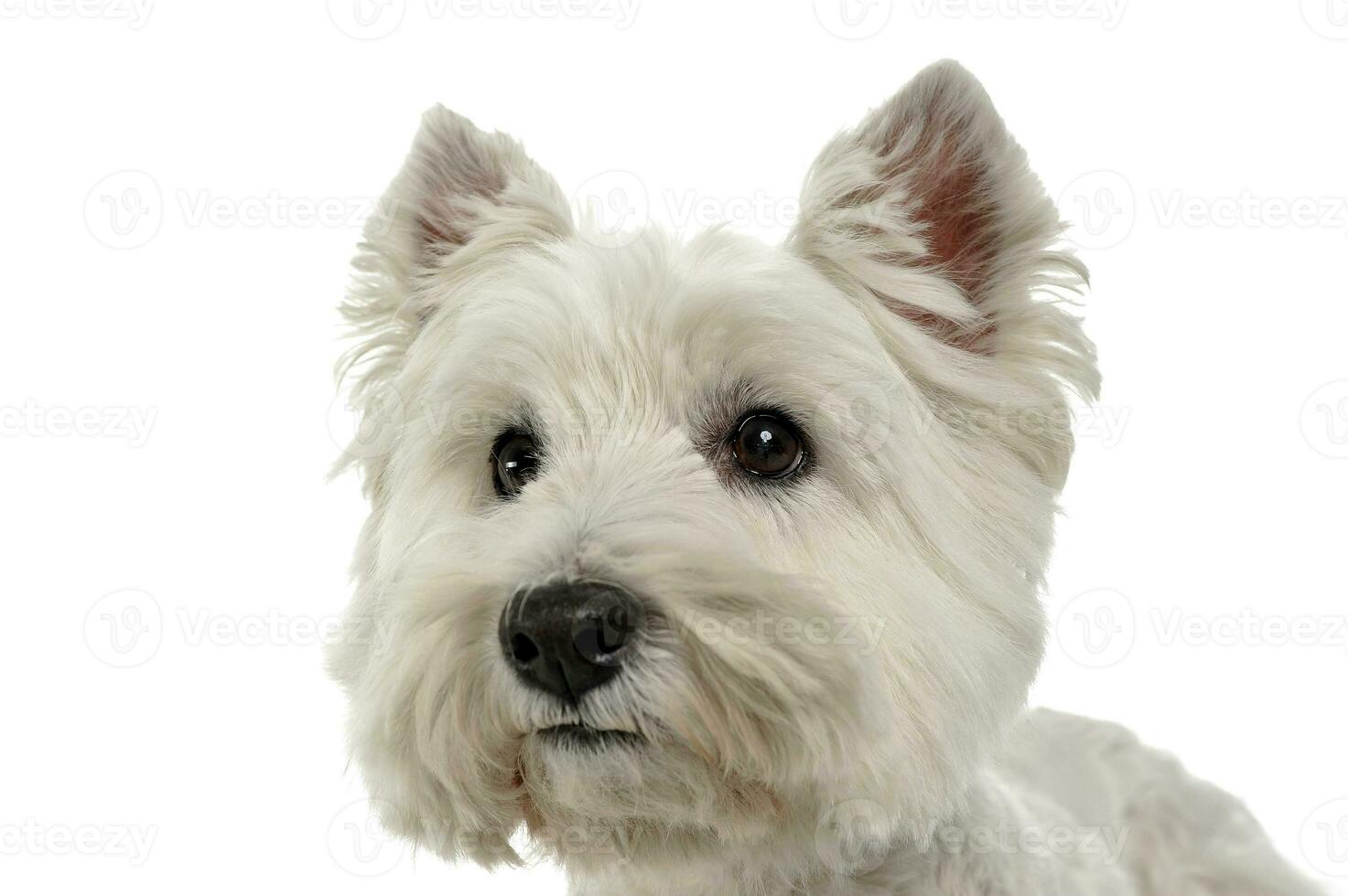 Oeste tierras altas blanco terrier retrato en el blanco estudio foto