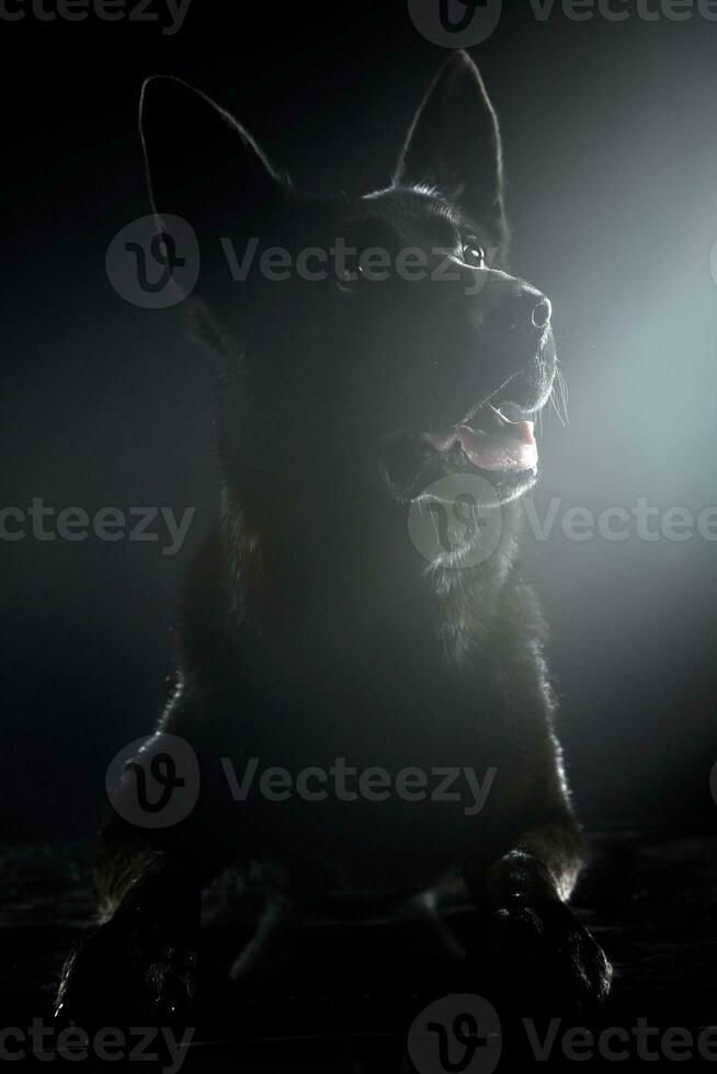 Black German shepherd watching in the dark studio photo