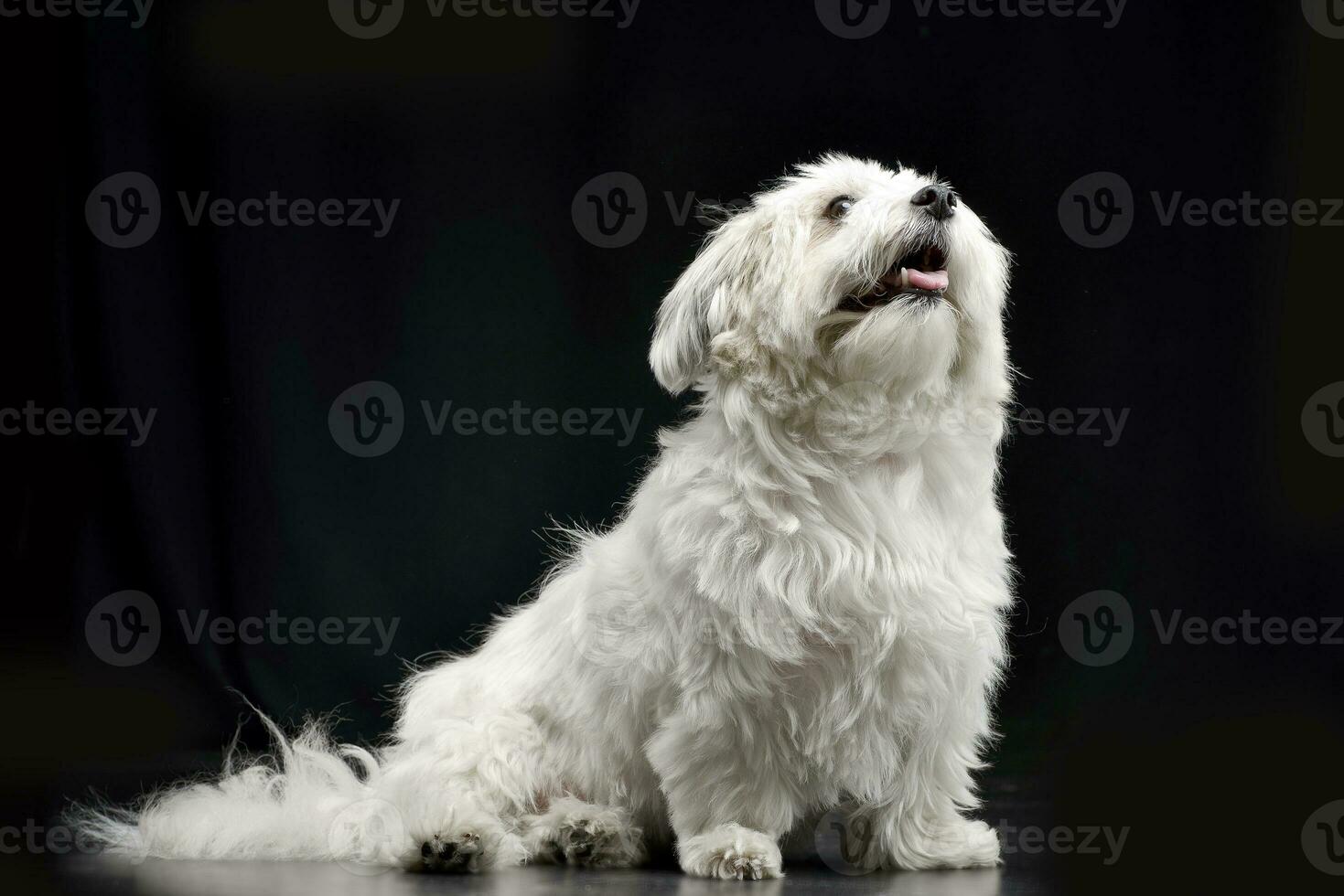 Studio shot of a cute Havanese dog photo