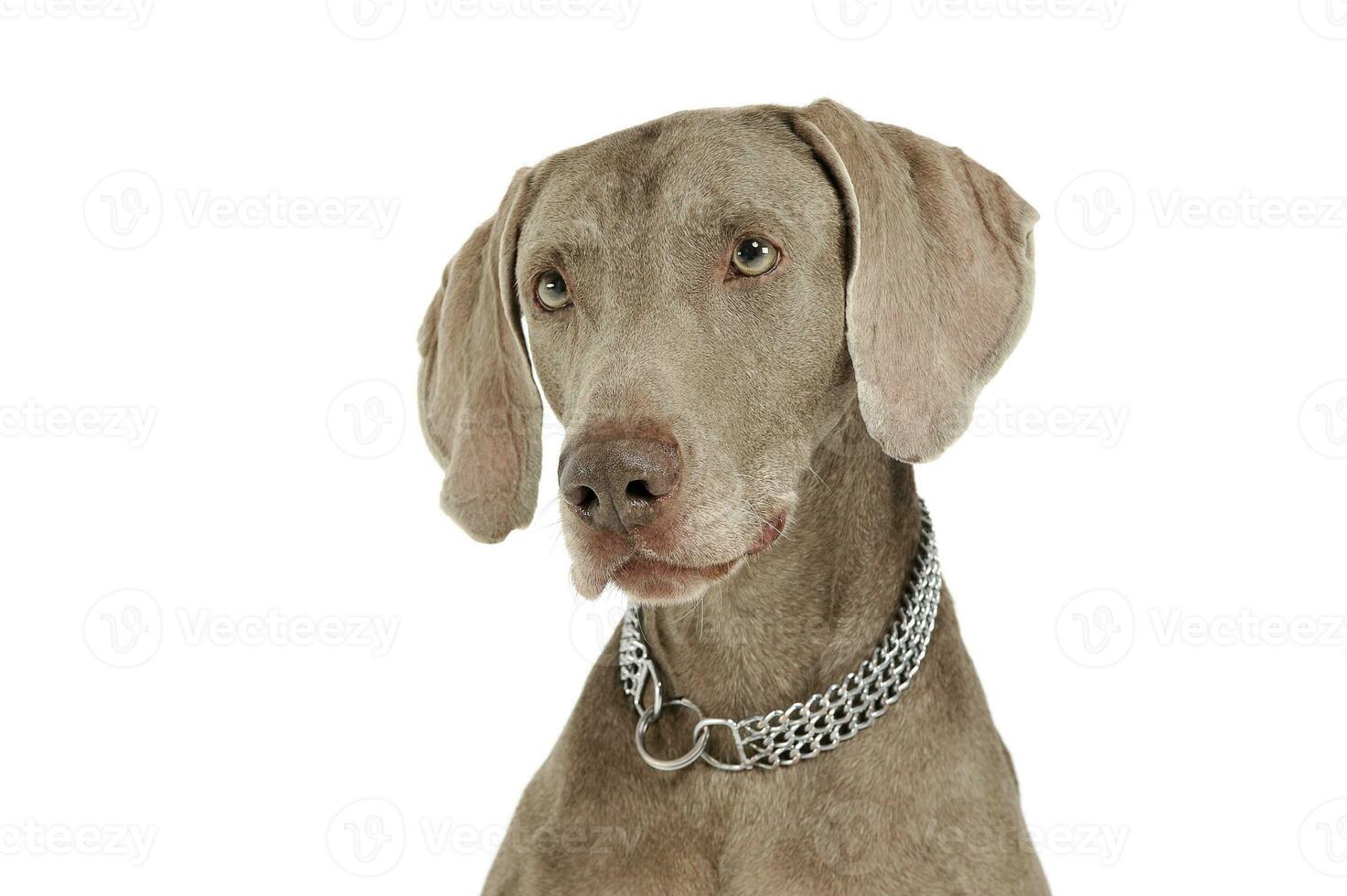 Portrait of an adorable Weimaraner dog looking curiously at the camera photo